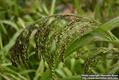 proso millet